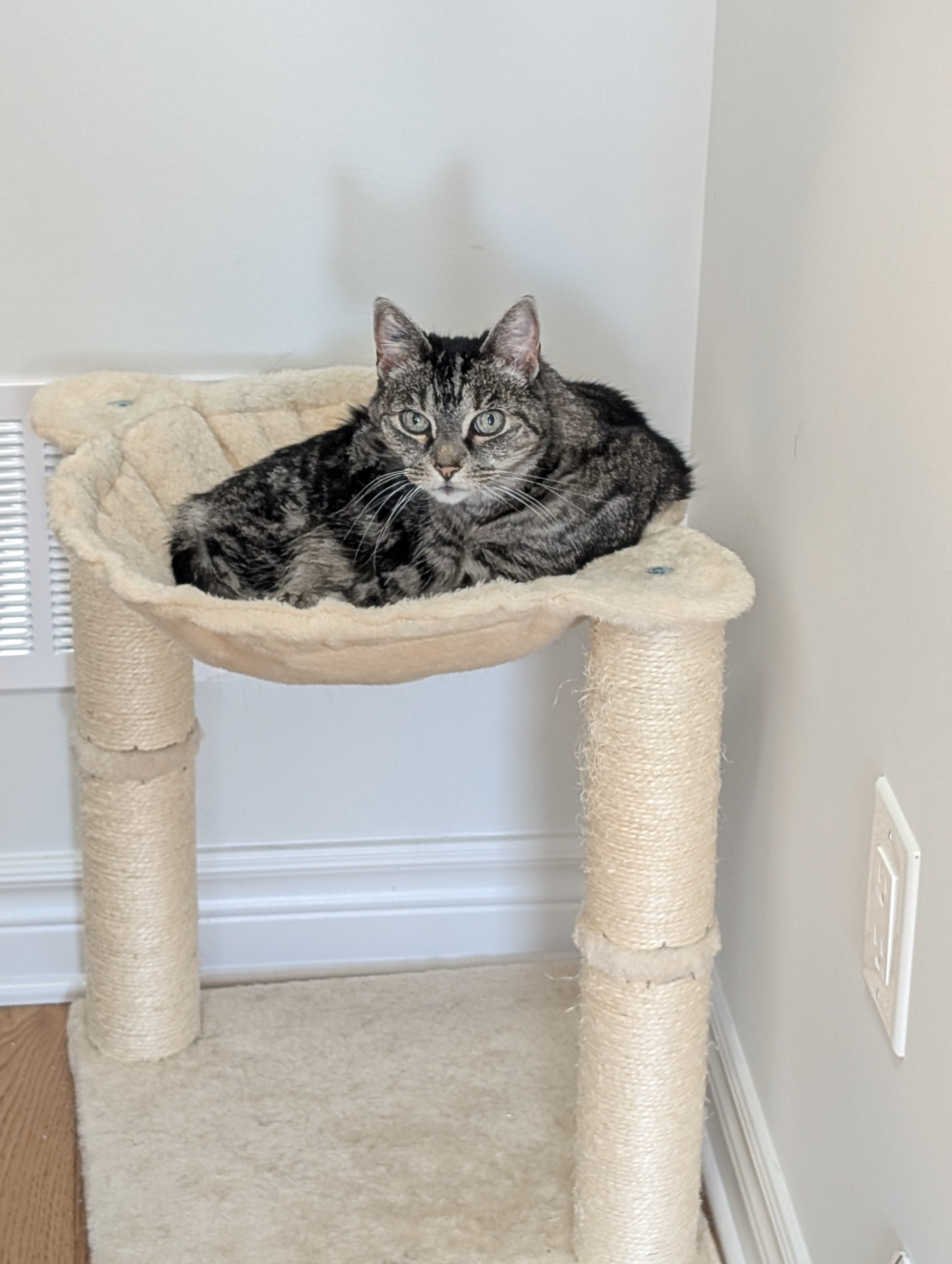 Khaleesi the tabby cat on her cat tree