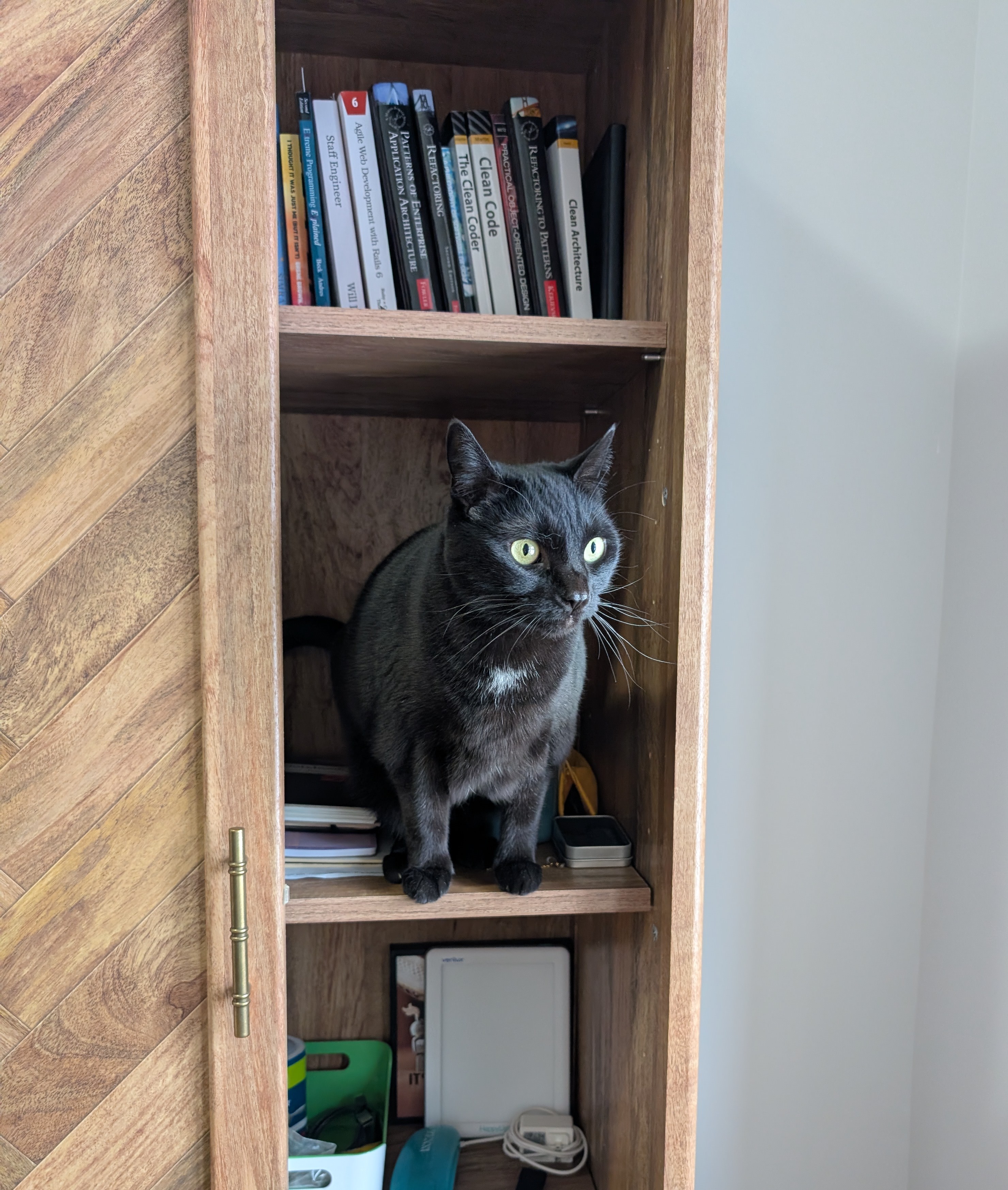 Luna the black cat sitting in the bookshelf